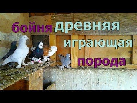 Видео: Армянские бойные голуби Armenian battle pigeons