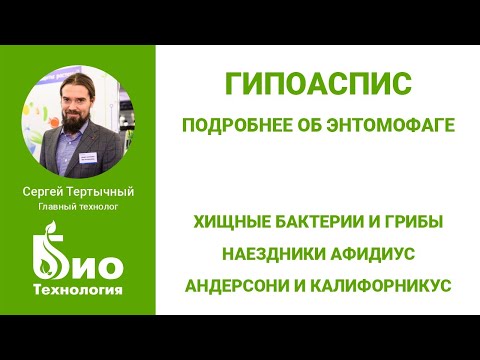 Видео: Гипоаспис — почвенный клещ №1. Афидиусы, хищные бактерии и грибы. Тест-драйв энтомофагов