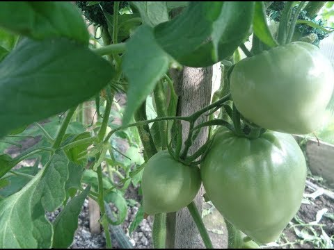 Видео: ПОЛИВАТЬ  ТОМАТЫ ОБИЛЬНО, НО РЕДКО - ЧЕРЕЗ СКОЛЬКО ДНЕЙ? Ольга Чернова.