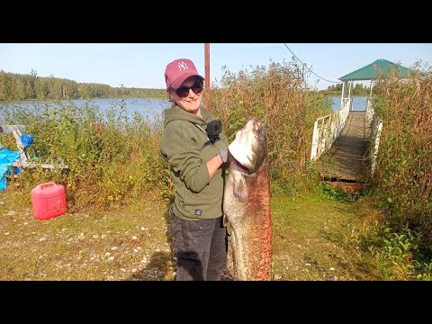 Видео: Ловля сома на Рыбинке!