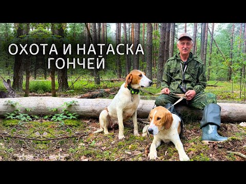 Видео: НАТАСКА и ОХОТА с Русской Пегой Гончей