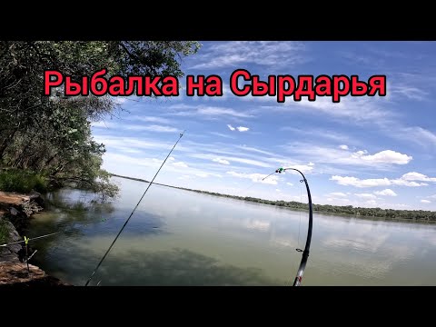 Видео: Рыбалка на Сырдарья !!! Рыбалка 2024 #квок #сом #сазан #рыбалка #рыбалка2024 #fishing #fish #catfish