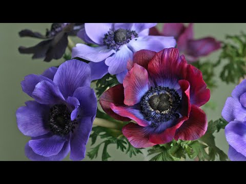 Видео: Проморолик  к видео курсу по лепке АНЕМОНА. (Promo video for a video course on ANEMONE modeling.)
