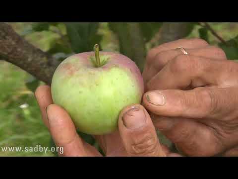 Видео: Хранение яблок и груш на зиму: секреты идеального урожая!