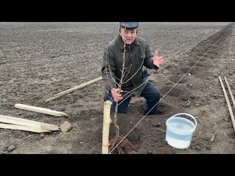 Видео: Посадка интенсивного сада на карликовых подвоях, саженцами яблони Книп-Баум и однолетней груши