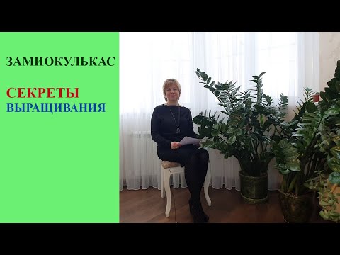 Видео: Замиокулькас.  Секреты выращивания.