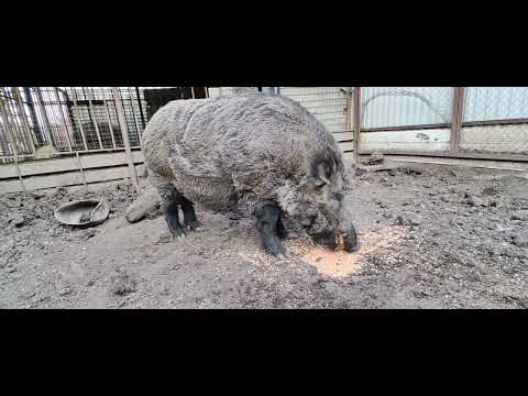 Видео: Фунтику 9 лет