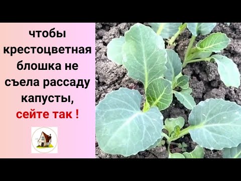 Видео: 6. Посев капусты. Рассада на продажу 2024.