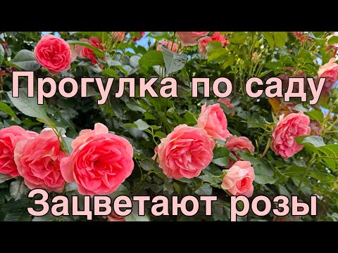 Видео: Делюсь впечатлениями о сортах роз! Какие биопрепараты для защиты сада самые эффективные?