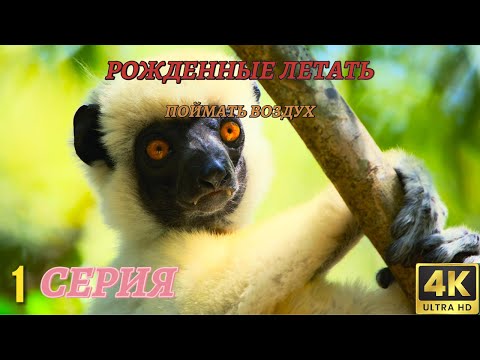 Видео: Мир Дикой Природы. Рожденные летать. Документальный Фильм 4K. 1 серия из 4