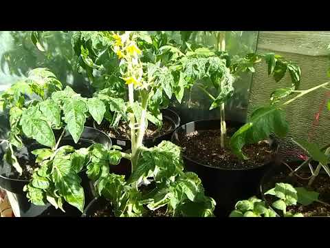 Видео: Томаты на балконе первого мая 2024г