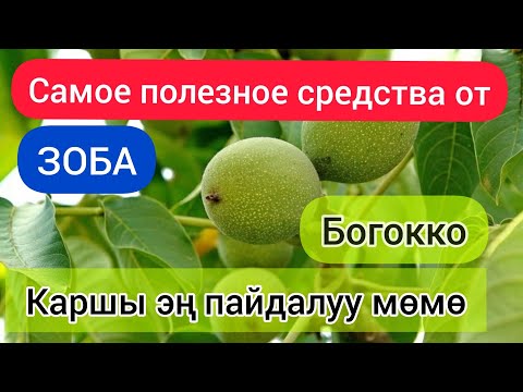 Видео: Жаңгак чийки боюнча да  ден соолукка пайдалуубу?