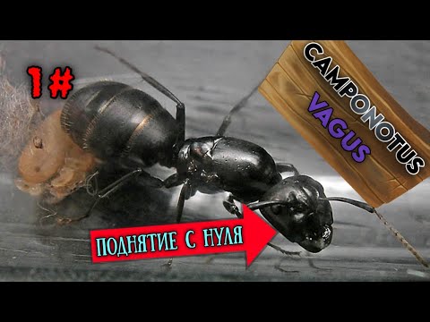 Видео: Camponotus Vagus с нуля| цикл поднятие гигантов!