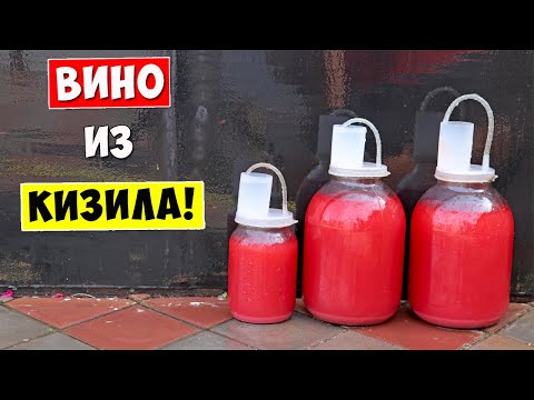 Видео: ВИНО из КИЗИЛА / Ценный источник ВИТАМИНА С и мощный АНТИОКСИДАНТ!!!