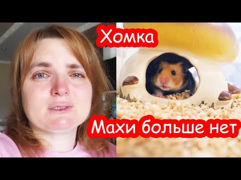 Видео: Новости канала ХОМКИ 20 10 2023