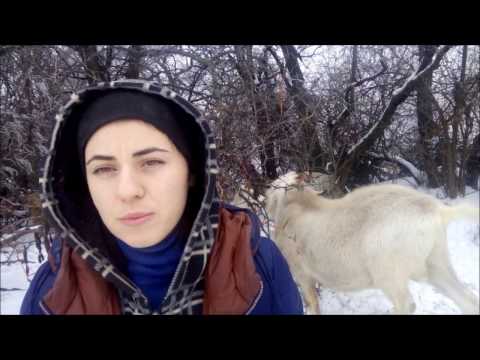 Видео: Содержание козла в хозяйстве. Нужно ли? Действительно ли он "воняет".