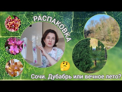 Видео: Распаковка! Фаленопсисы|Сочи, дубабрь или вечное лето?