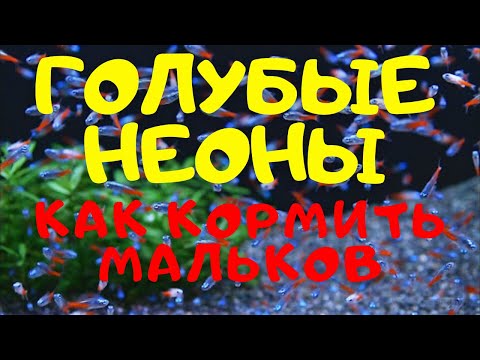 Видео: КАК Я КОРМЛЮ МАЛЬКОВ НЕОНА. Кормление мальков рыбок яичным желтком.