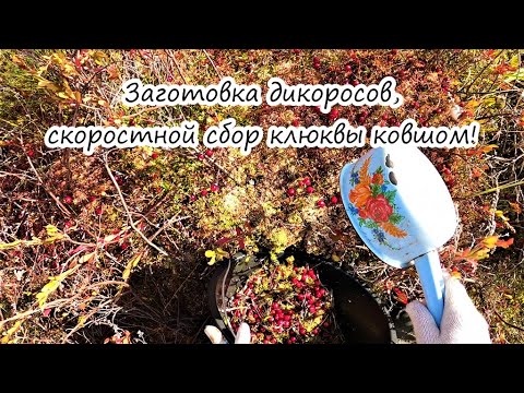 Видео: Сбор таежных ягод, клюква, брусника!