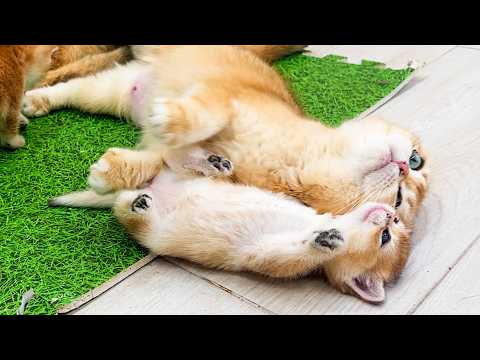 Видео: Что будут делать котята если мама кошка притвориться спящей. Субтитры!