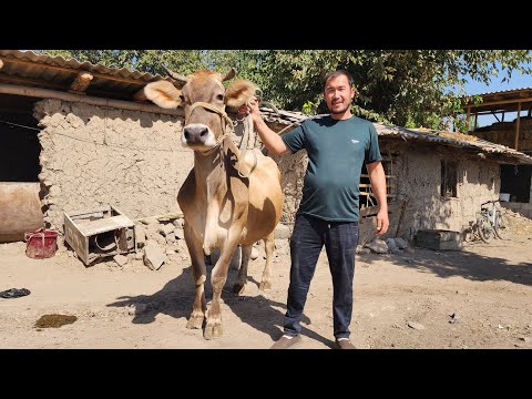 Видео: ШВЕТИ ЗУРИ СОТЛАДИ МАНСУРБЕК АКАМЗДАН БУНАКАСИ КАМ БУЛАДИ ФАКАТ ШОШЛИН ДУСЛАР БУГУН 
