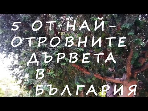 Видео: НАЙ-ОТРОВНИТЕ ДЪРВЕТА В БЪЛГАРИЯ POISONOUS TREES OF BULGARIA #plants #garden #tree #poisonousplants