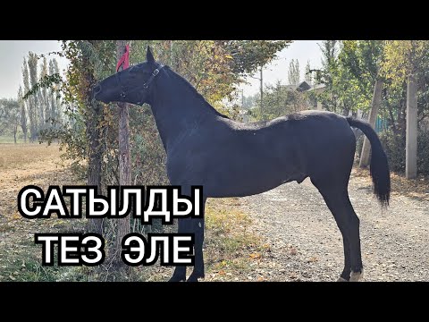 Видео: ЯГУАР БИР ЧЫГАТ ДЕЙТ АСЫЛ АКЕ
