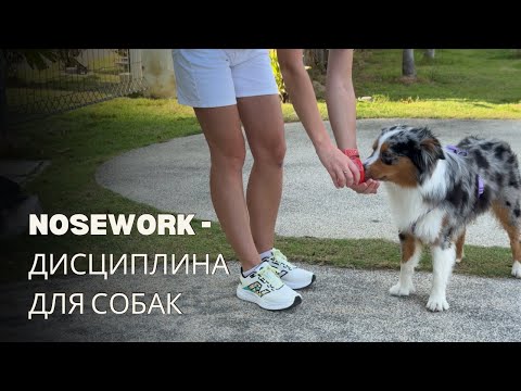 Видео: Как обучить собаку искать целевой запах? Ноузворк - первое упражнение.