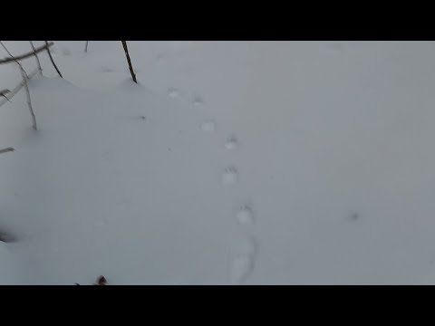 Видео: Проверка  N20,есть результат ,столько следов куницы я еще не видел 🙃.Пришли кунички.