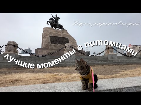 Видео: Домашние питомцы в Монголии 🇲🇳 Рандомные кадры разных выходных этого года