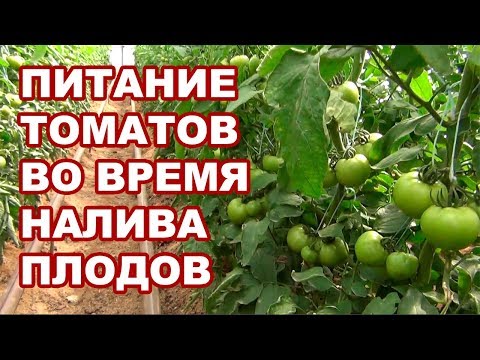 Видео: Питание для помидоров во время налива и побурения плодов