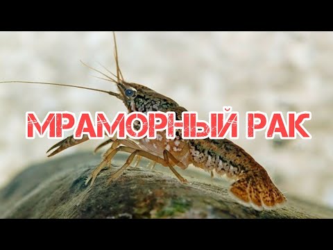 Видео: МРАМОРНЫЙ РАК. СОДЕРЖАНИЕ И РАЗВЕДЕНИЕ В АКВАРИУМЕ