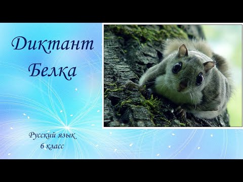 Видео: Диктант "Белка" по русскому языку. 6 класс