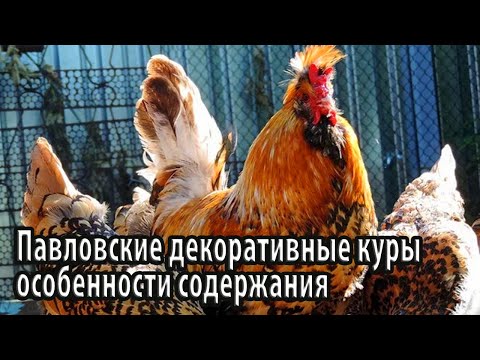 Видео: Павловские декоративные куры особенности содержания и разведения