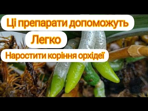Видео: Завдяки цим препаратам орхідея швидко наростить коріння. Перевірено😉
