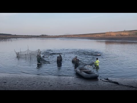 Видео: РЫБАЛКА НЕВОДОМ ! СРАЗУ И МНОГО РЫБЫ !