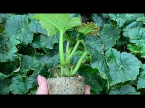 Видео: Условия для выращивания бегонии ЭЛАТИОР, часть 3 ПОДКОРМКИ