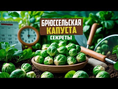 Видео: Как вырастить брюссельскую капусту: советы и хитрости