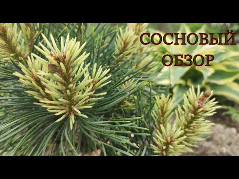 Видео: Редкие сосны. Обзор сортов в нашем саду.