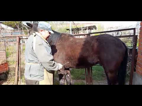 Видео: ковка коня для начинающих