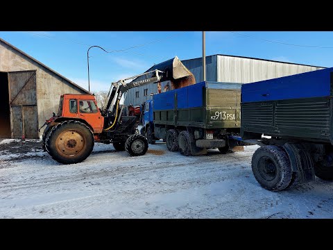 Видео: Камаз зерновоз. Дальнобой. После зерна гружусь углём. Вытаскиваю легковушку с кувета!