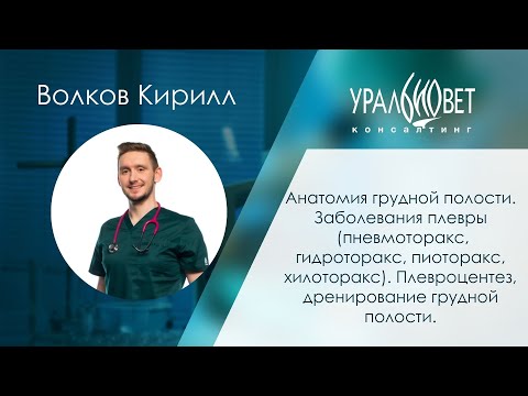 Видео: Лекция по торакальной хирургии для ветеринарных врачей. Кирилл Волков. #убвк_хирургия