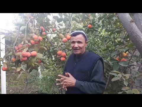 Видео: ХУРМО НИХОЛИ ҚАНДАЙ . НИМАГА УЛАНАДИ