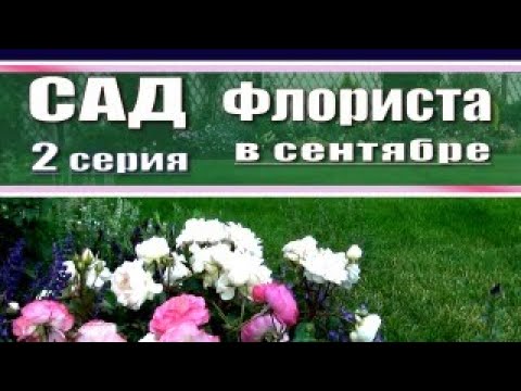 Видео: Прогулка по саду флориста - 2 серия  / Обзор сада в сентябре  / цветение гортензий / цветение роз
