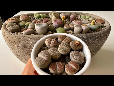 Видео: Литопсы/ Lithops. Как нарастить корни Литопсам и остальным Живым Камням⁉️ 14.11.24.