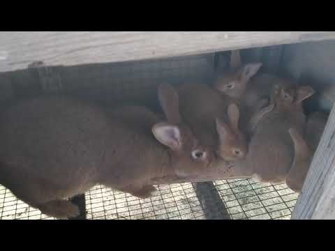 Видео: Обзор окролов