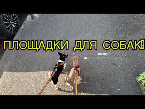 Видео: Площадки для собак. Чихуахуа дружит с доберманом? #chihuahua #dog