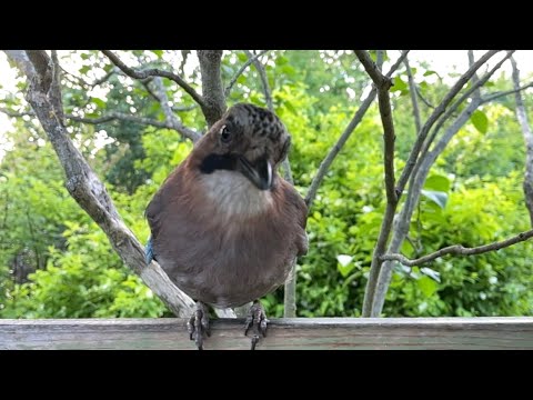 Видео: Сойка