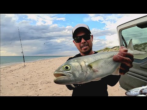 Видео: ОДИНОЧНАЯ РЫБАЛКА и ПЛЯЖНЫЙ ЛАГЕРЬ - Поймай и приготовь -