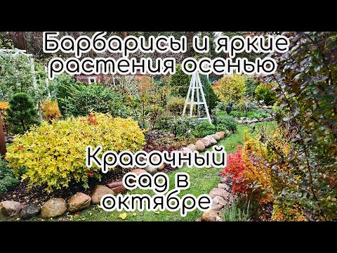 Видео: Барбарисы и яркие растения осенью. Красочный сад в октябре